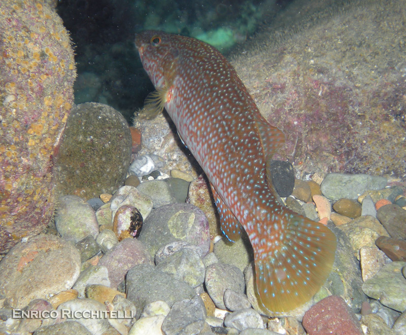 Labrus viridis (Tordo marvizzo)